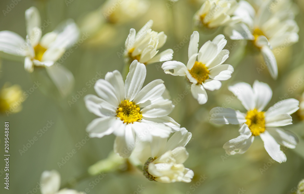 Flora of Gran Canaria - Tanacetum ptarmiciflorum Flora of Gran Canaria - Tanacetum ptarmiciflorum