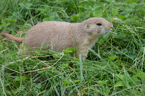 Prairie dog in the grass © Kari