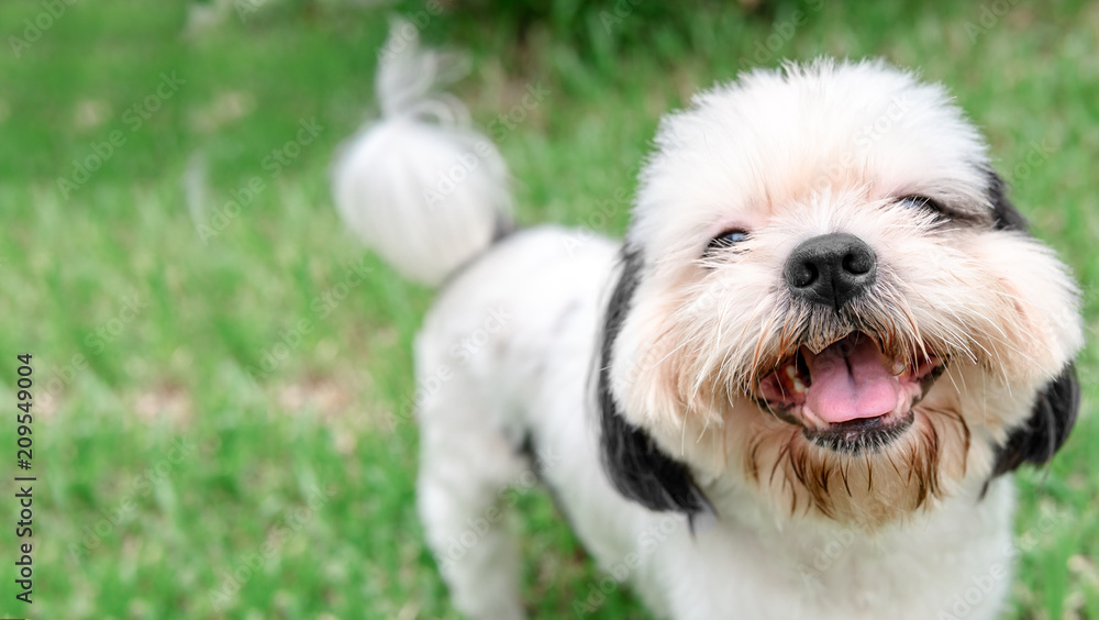 Dog breed Shih-Tzu Brown fur That is in the garden of grass.And there is a cute chubby-looking shape and was lying comfortably.