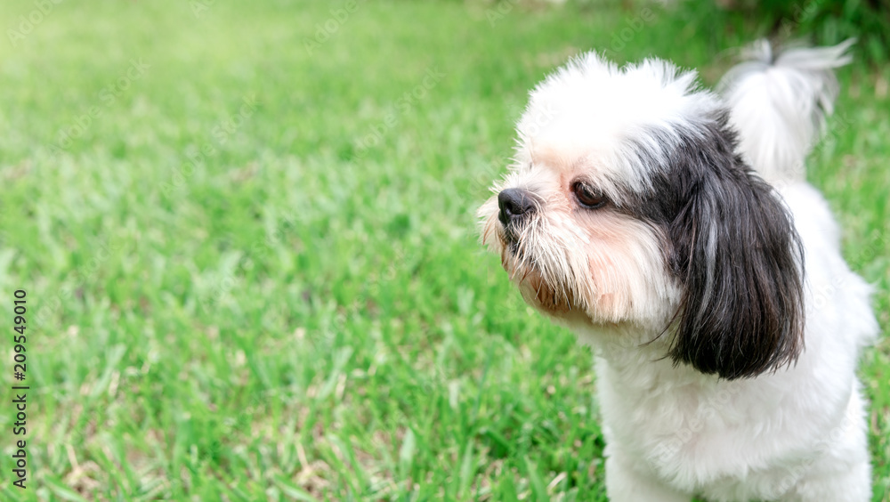 Dog breed Shih-Tzu Brown fur That is in the garden of grass.And there is a cute chubby-looking shape and was lying comfortably.