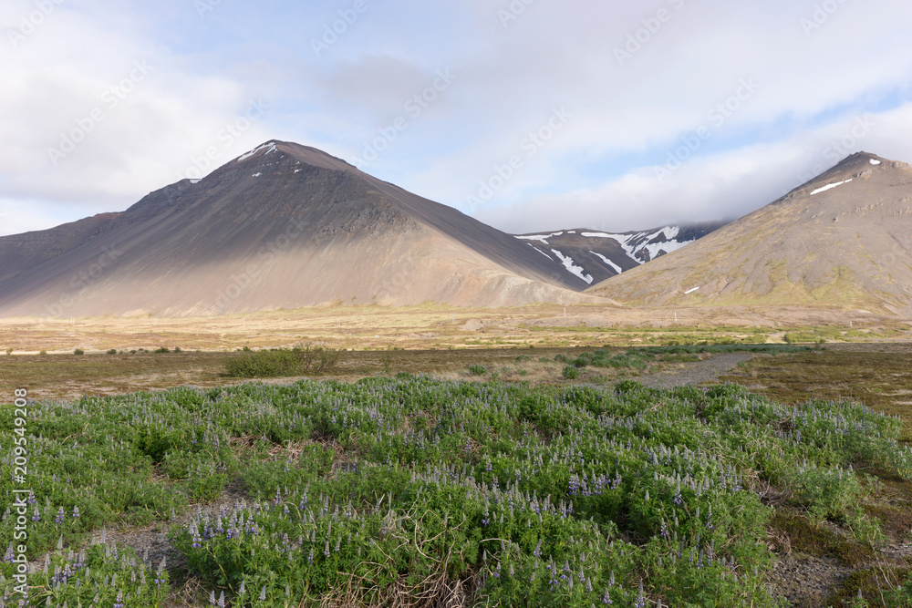 Iceland landscape with mountains and lupine flowers field Iceland landscape with mountains and lupine flowers field