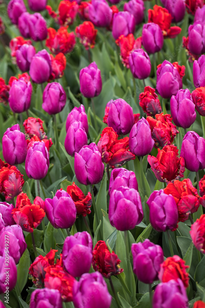 Abstract background .Red and purple tulips flowers blooming in a park Abstract background .Red and purple tulips flowers blooming in a park
