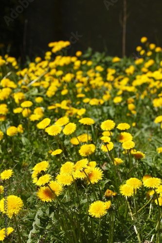 Blumenwiese mit gelben Löwenzahnblumen