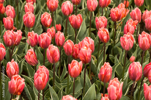 Fototapeta Naklejka Na Ścianę i Meble -  Abstract background. Red tulips flowers blooming in a park