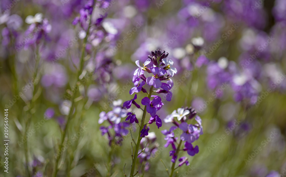 Flora of Gran Canaria - Erysimum albescens