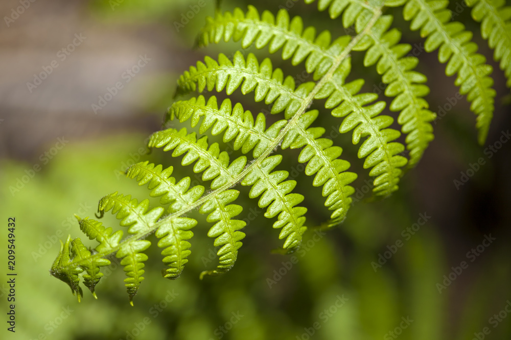 seasonal background with fern