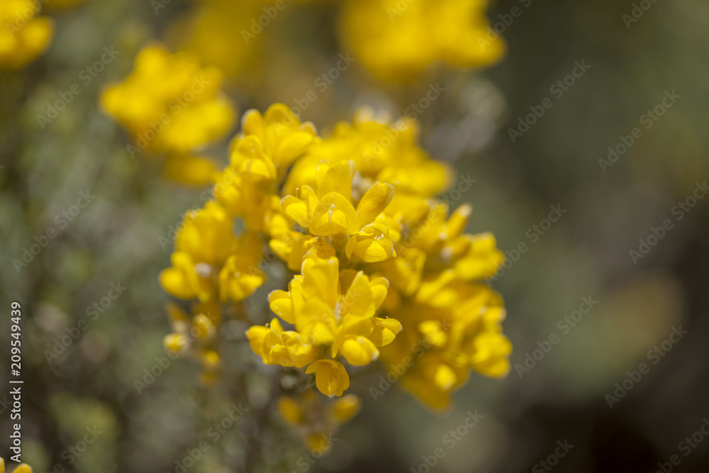 Flora of Gran Canaria - Genista microphylla Flora of Gran Canaria - Genista microphylla