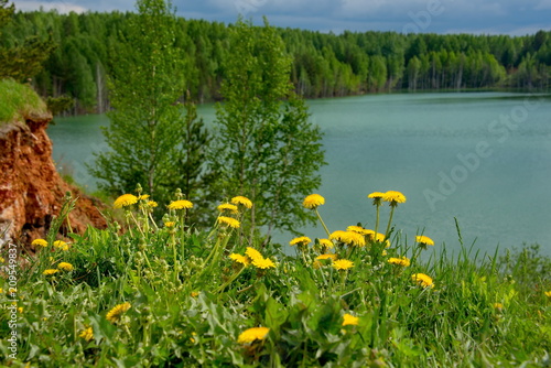 Russia. The South Of Western Siberia. Blooming dandelions on the lake