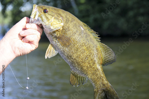 Smallmouth Bass being held by a fisherman