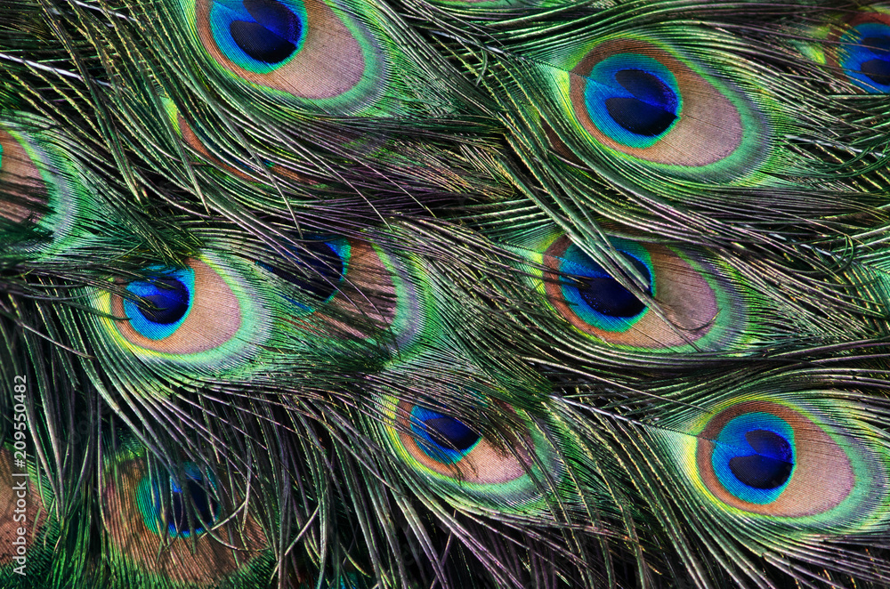 Fototapeta premium tail peacock texture