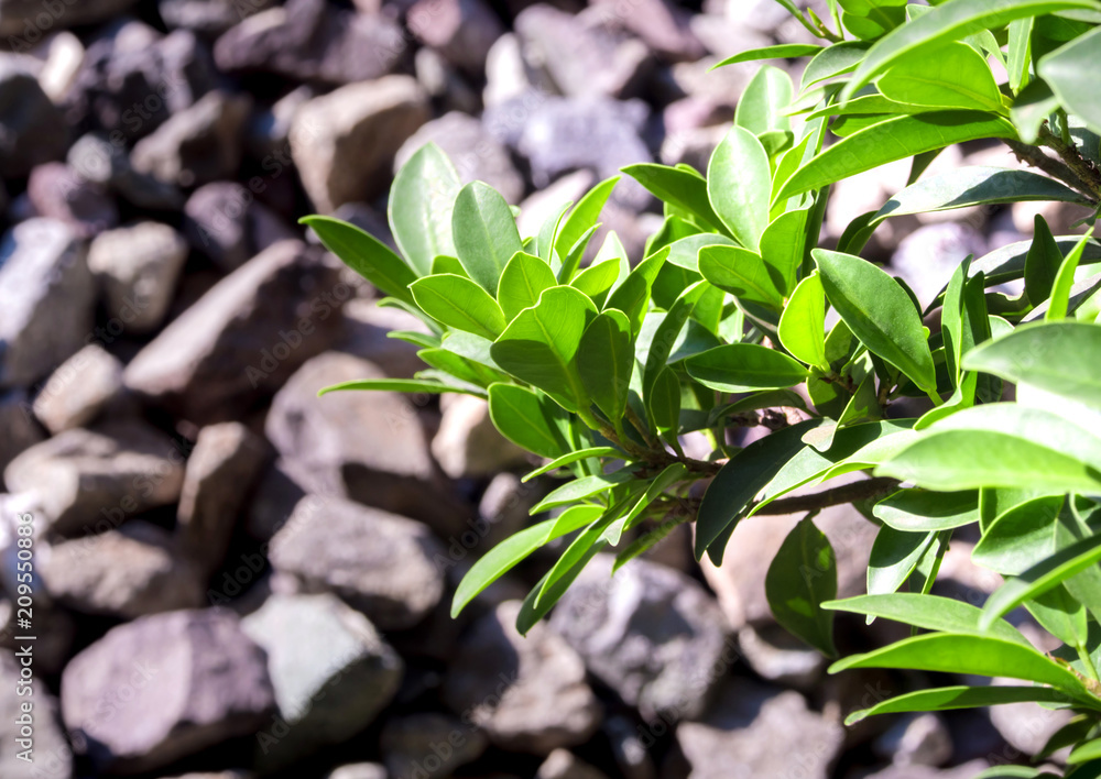 Obraz premium Small bush of banyan tree and the stone background