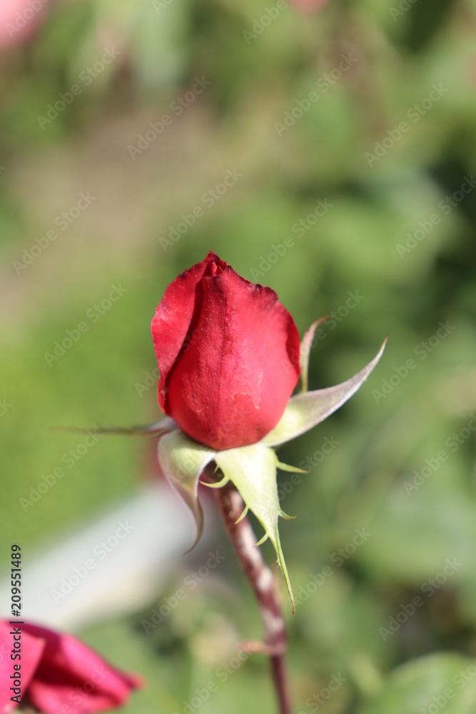 Capulo de Rosal Capulo de Rosal