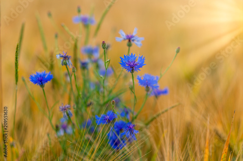 Kornblumen im Sonnenschein © R.Bitzer Photography