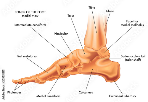 A medical vector illustration of the bones of a foot on a white background photo