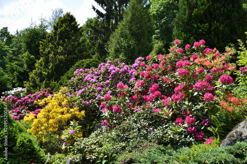 Fototapeta Naklejka Na Ścianę i Meble -  blühende Rhododendron in einem Garten