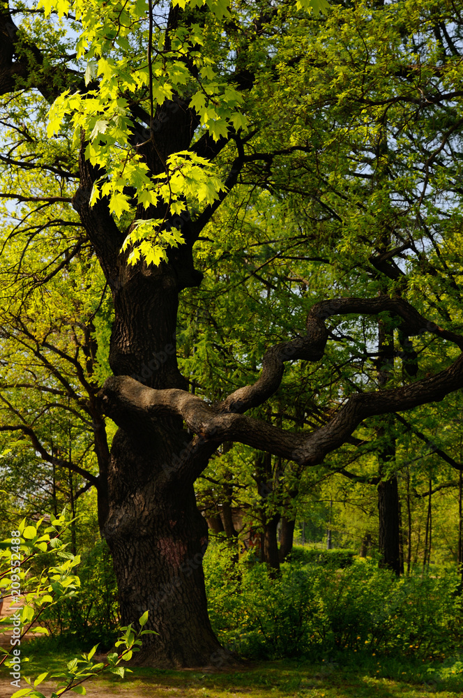 Fototapeta premium Oak fellow / Oak branches and stem look like a person stretching arms, Krestovsky island, Saint-Petersburg, Russia