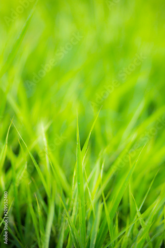 green grass nature background.