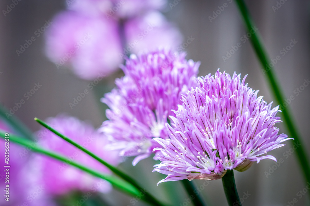 Fototapeta premium The soft pink and purple flower blooms of chives in a garden, with a shallow depth of field and a blurred background.