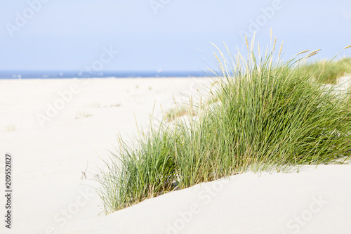 Fototapeta Naklejka Na Ścianę i Meble -  Tuft Of Grass In Beach Dunes