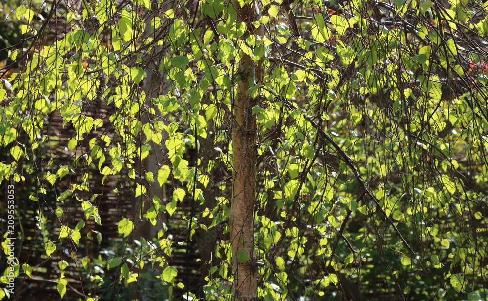 Sunlight dappled young weeping birch tree Sunlight dappled young weeping birch tree