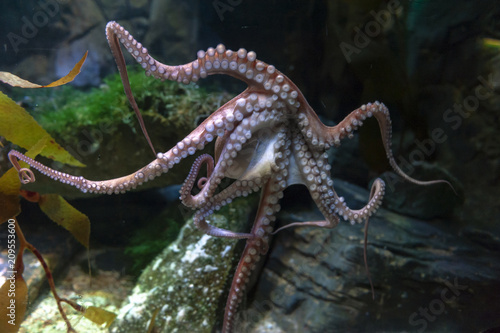 Octopus (Octopus vulgaris), a soft-bodied, eight-armed mollusc grouped within the class Cephalopoda with squids, cuttlefish and nautiloids, in an aquarium