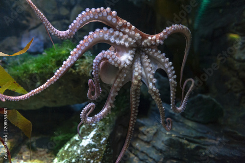 Octopus (Octopus vulgaris), a soft-bodied, eight-armed mollusc grouped within the class Cephalopoda with squids, cuttlefish and nautiloids, in an aquarium photo