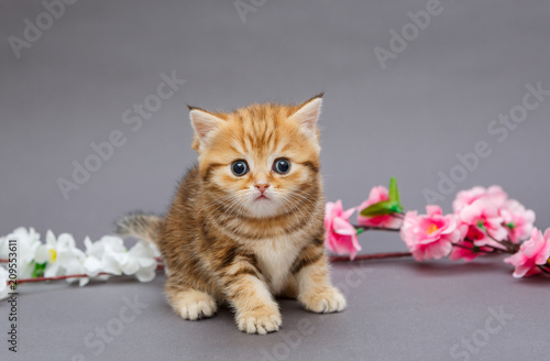 Small kitten and aflowers photo