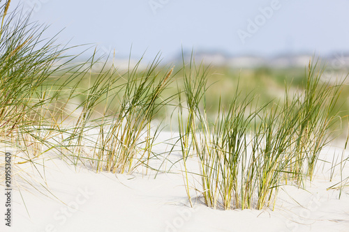 Tuft Of Grass In Beach Dunes photo