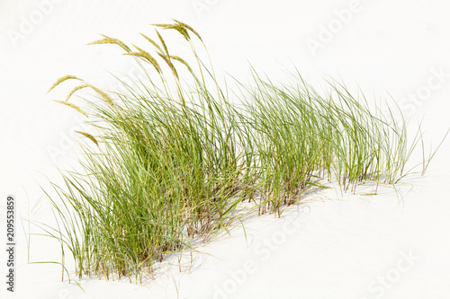 Foto Tuft Of Grass In White Sand