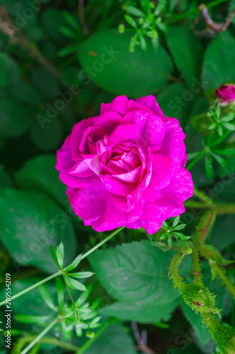 Colorful  beautiful  delicate flower rose in the garden