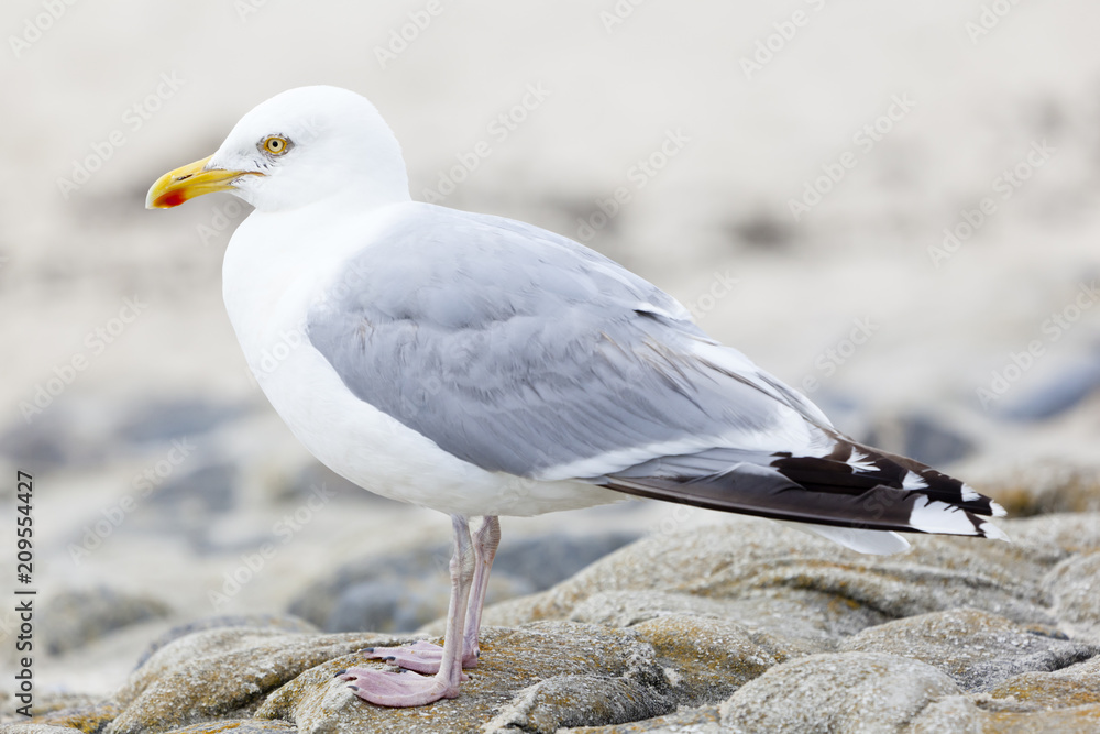 Fototapeta premium Seagull At North Sea