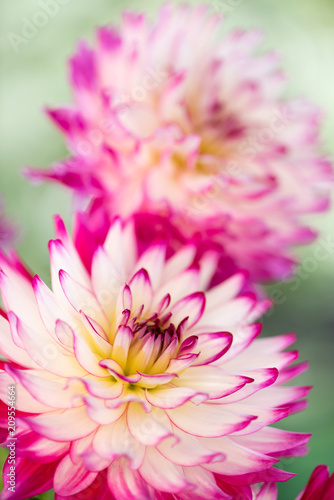 Fototapeta Naklejka Na Ścianę i Meble -  Dalia ogrodowa