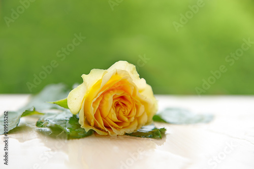 yellow rose on a wooden table on a background of green foliage