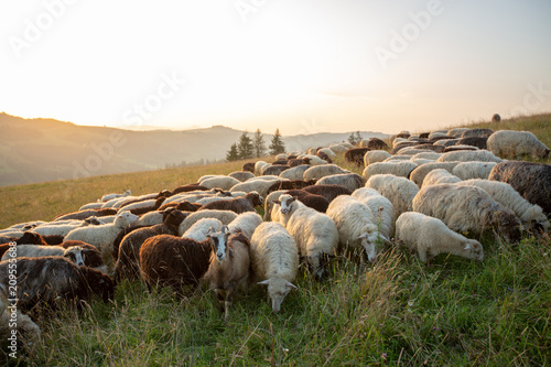 A herd of sheep on a hill in the rays of sunset.