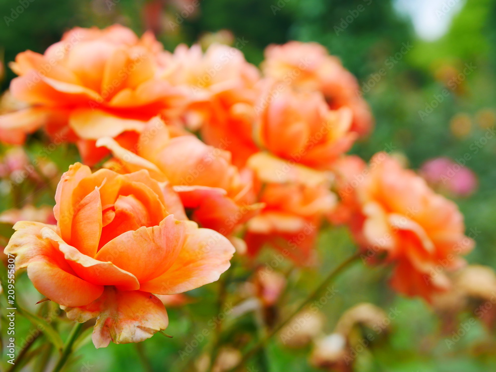 orange and yellow roses orange and yellow roses