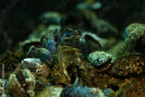 Close up mussel background underwater in the aquarium © Andrii