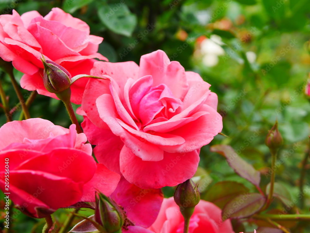 pink rose bush