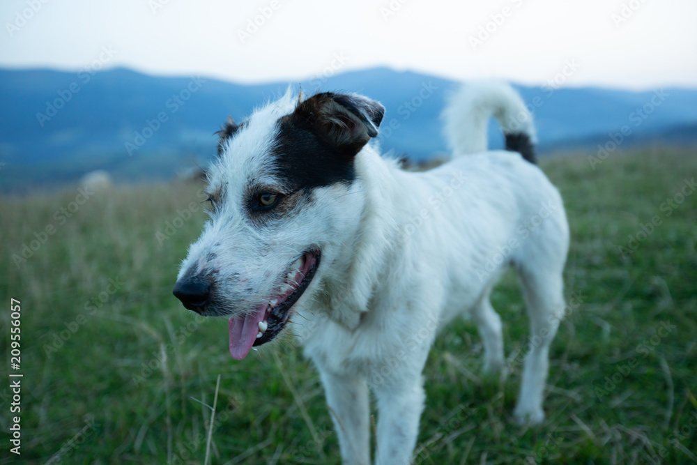 Traditional Shepherd Dog.