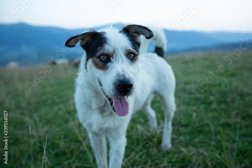 Traditional Shepherd Dog.