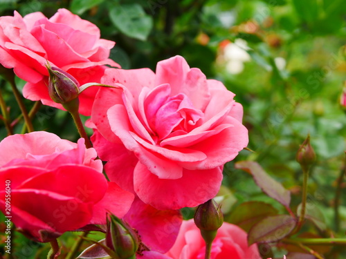 Fototapeta Naklejka Na Ścianę i Meble -  pink rose bush