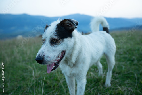 Traditional Shepherd Dog.