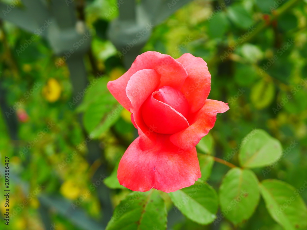 Fototapeta premium red rose flower