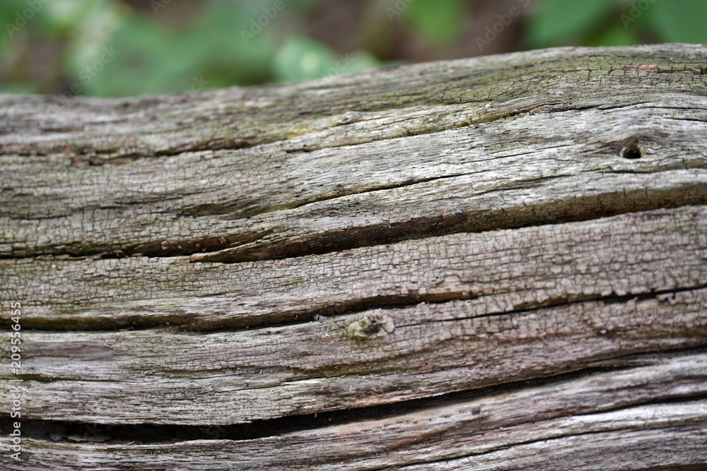 Fototapeta premium A weathered piece of wood in a forest in Berlin-Germany. Wooden structures