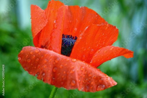 Fototapeta Naklejka Na Ścianę i Meble -  Garden poppy after rain