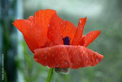 Fototapeta Naklejka Na Ścianę i Meble -  Garden poppy after rain