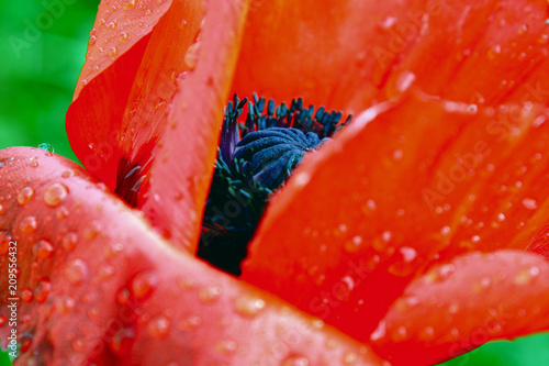 Fototapeta Naklejka Na Ścianę i Meble -  Garden poppy after rain