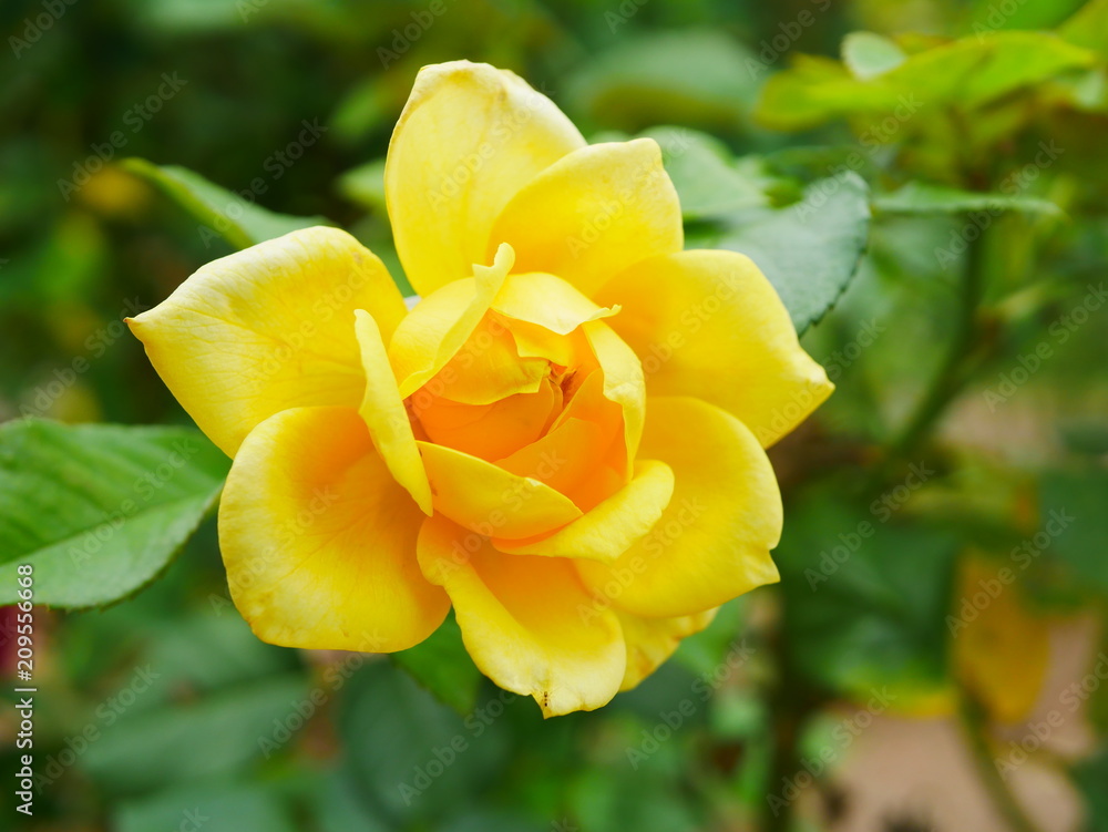 yellow rose flower yellow rose flower
