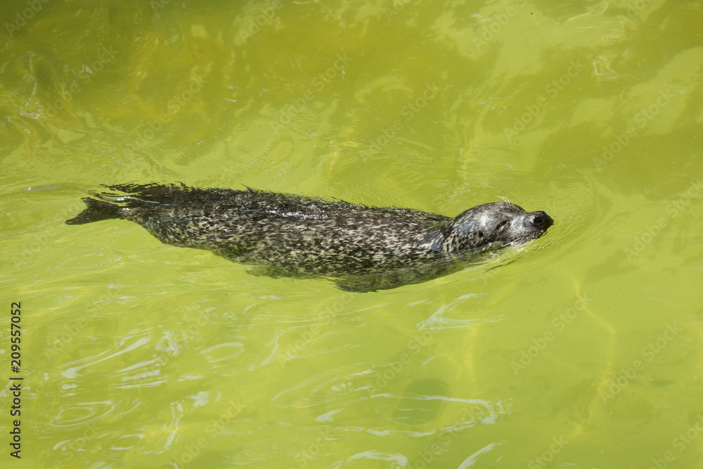 Fototapeta premium Harbor seal (Phoca vitulina).