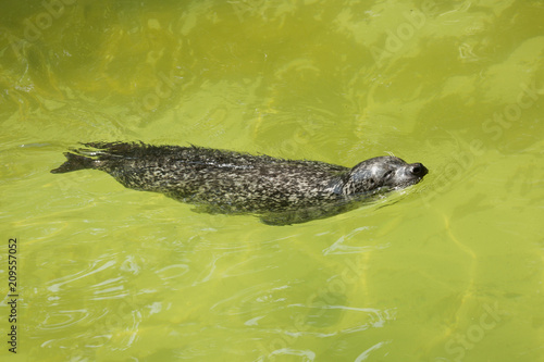 Fototapeta Naklejka Na Ścianę i Meble -  Harbor seal (Phoca vitulina).