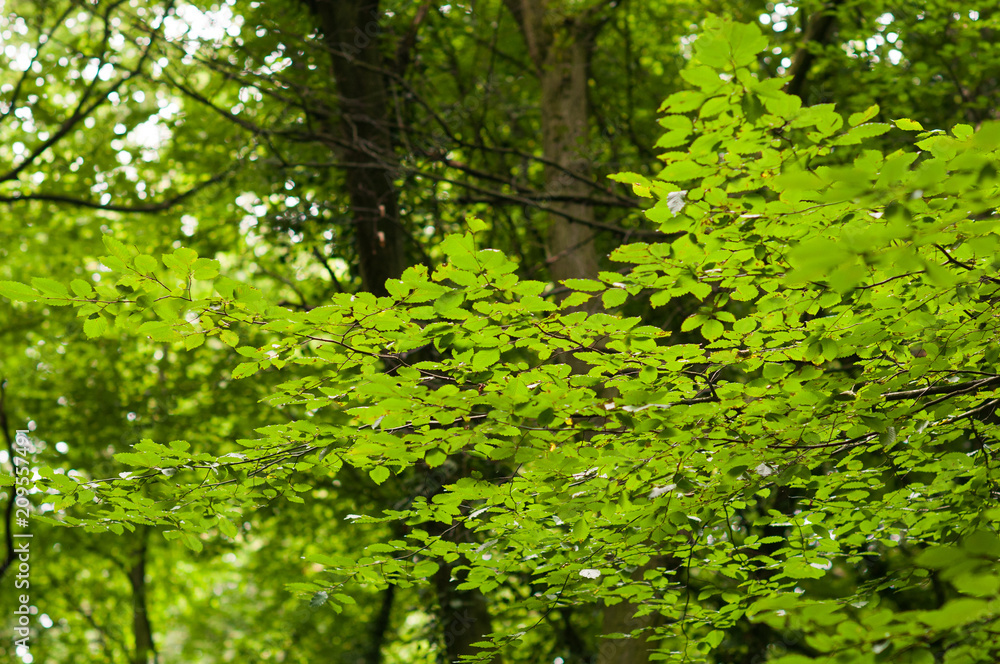 Blätterdach im Wald mit Buchen